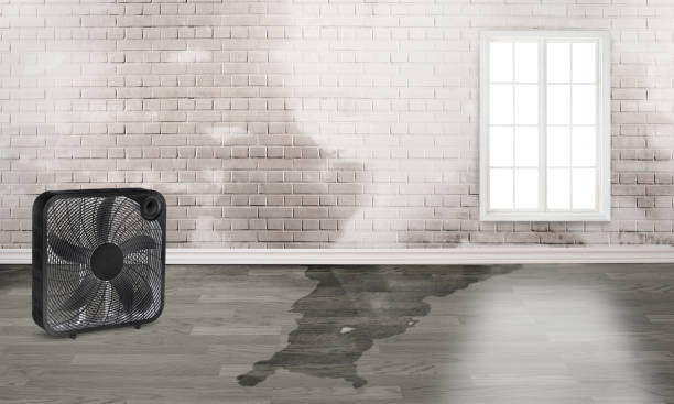 Best Sewage cleanup and water damage restoration  in Cokato, MN